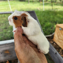 American Guinea Pig Red/White Female
