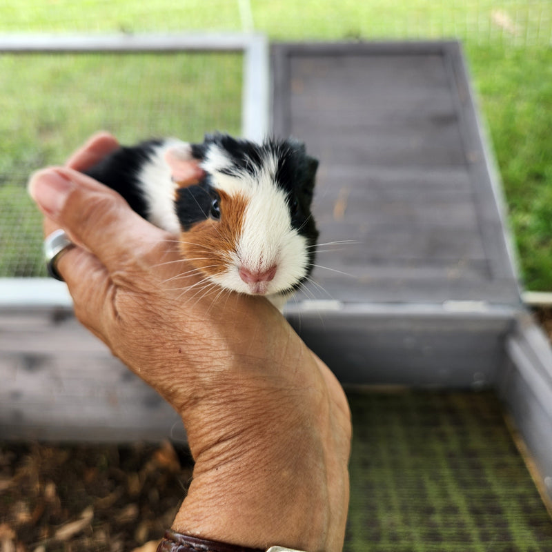 American Guinea Pig White Tri-Color Female