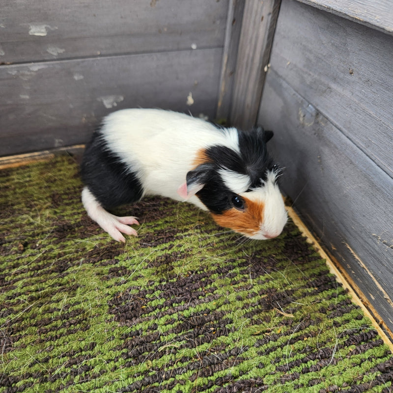 American Guinea Pig White Tri-Color Female