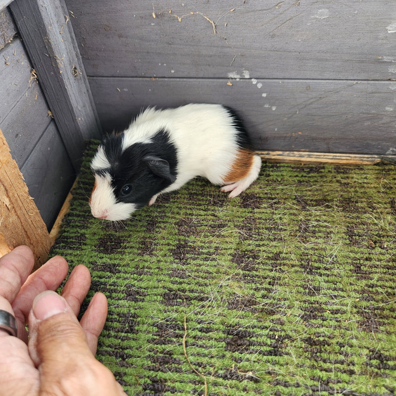 American Guinea Pig White Tri-Color Female