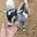 Nigerian Dwarf Colored w/roaning