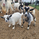 Nigerian Dwarf Colored w/roaning