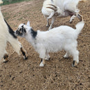 Nigerian Dwarf  Tri-Colored Buckling Brown Eyes