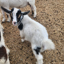 Nigerian Dwarf  Tri-Colored Buckling (Mainly white)