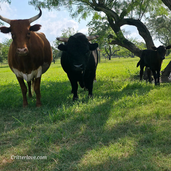 Half-Pint Mini Dexter Cross Heifer