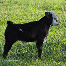 Freckles Bull- Calf