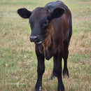 Half-Pint Mini Dexter Cross Heifer