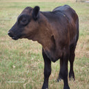 Half-Pint Mini Dexter Cross Heifer