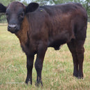 Half-Pint Mini Dexter Cross Heifer