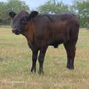 Half-Pint Mini Dexter Cross Heifer