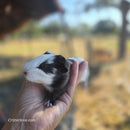 American Guinea Pig Black and White Female