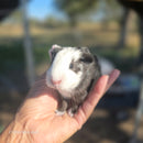 American Guinea Pig Black and White Female
