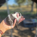 American Guinea Pig Black and White Female