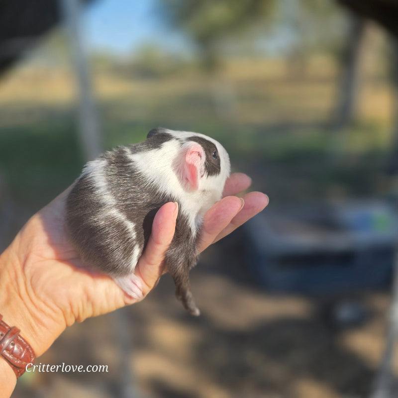 American Guinea Pig Black and White Female