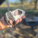 American Guinea Pig Black and White Female