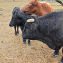 Half-Pint Mini Dexter Cross Heifer