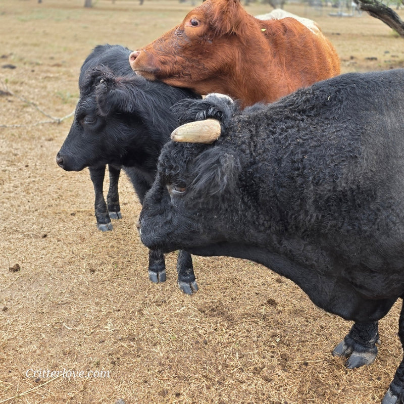 Half-Pint Mini Dexter Cross Heifer