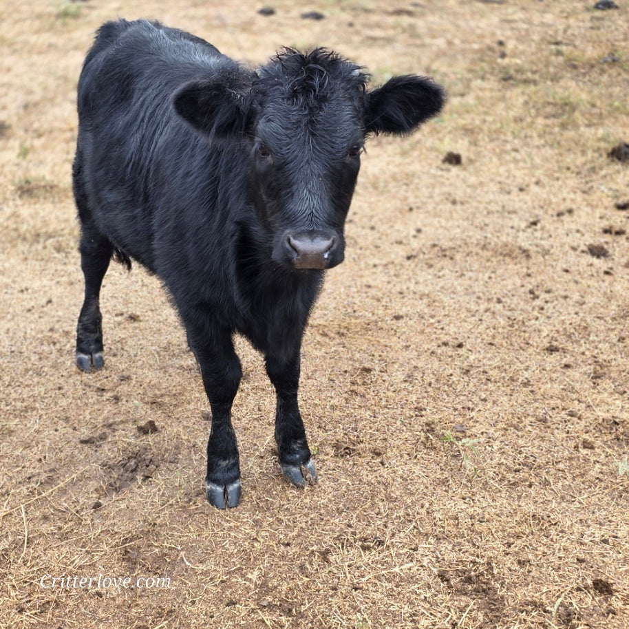 Half-Pint Mini Dexter Cross Heifer