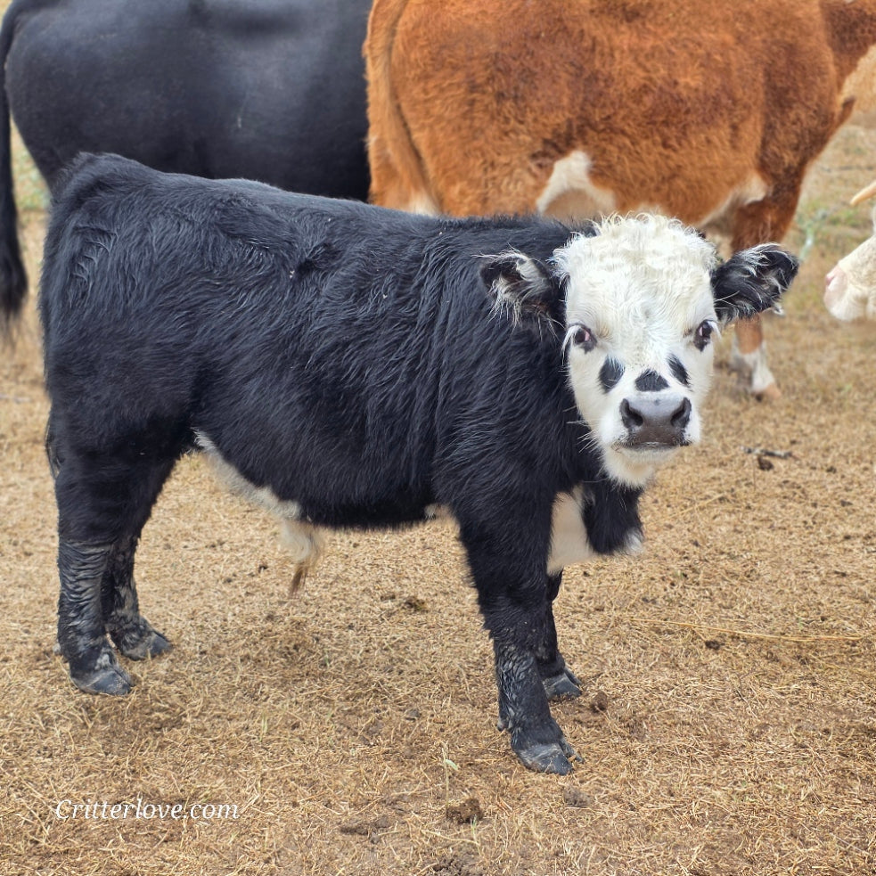 Freckles Bull- Calf