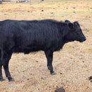 Half-Pint Mini Dexter Cross Heifer