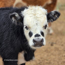 Freckles Bull- Calf