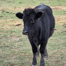 Half-Pint Mini Dexter Cross Heifer