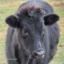 Half-Pint Mini Dexter Cross Heifer