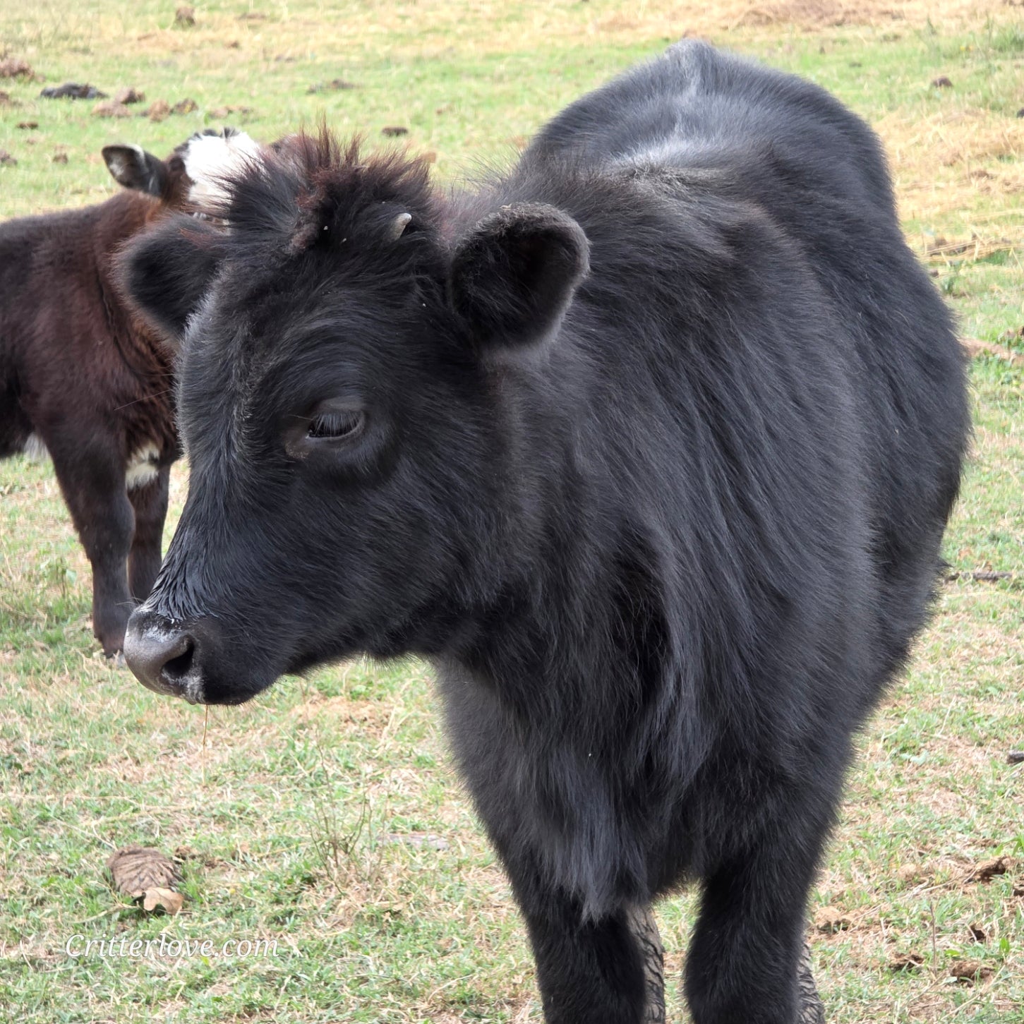 Half-Pint Mini Dexter Cross Heifer
