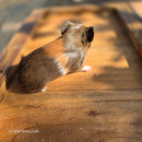 American Guinea Pig Tri-Color Agouti Female