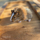 American Guinea Pig Tri-Color Agouti Female