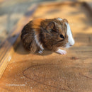 American Guinea Pig Tri-Color Agouti Female