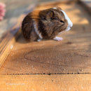 American Guinea Pig Tri-Color Agouti Female