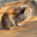 American Guinea Pig Tri-Color Agouti Female
