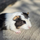 American Guinea Pig Tricolor Male