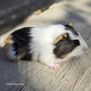 American Guinea Pig Tricolor Male