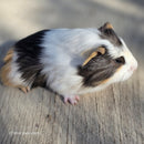 American Guinea Pig Tricolor Male
