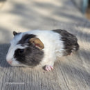 American Guinea Pig Tricolor Male