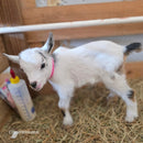 Nigerian Dwarf Colored