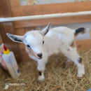 Nigerian Dwarf Colored