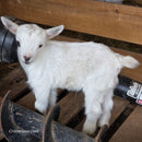 Nigerian Dwarf Buckling (Mainly white)