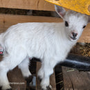 Nigerian Dwarf Buckling (Mainly white)