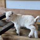 Nigerian Dwarf Buckling (Mainly white)