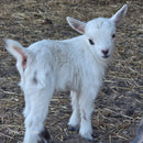 Nigerian Dwarf Buckling (Mainly white)