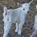 Nigerian Dwarf Buckling (Mainly white)