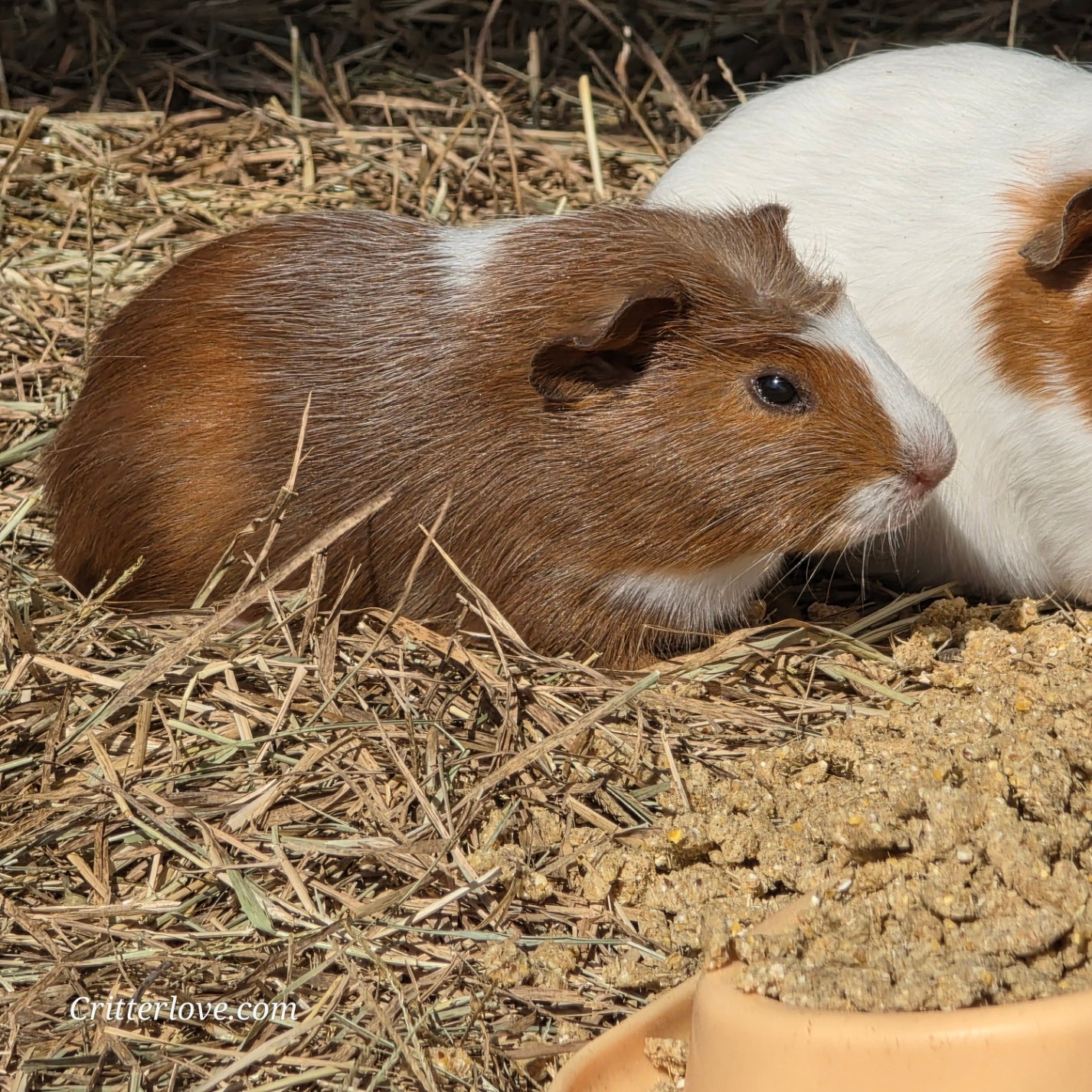 American Guinea Pig - Chestnut Brown/White