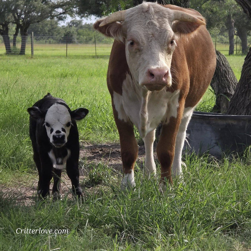 Freckles Bull- Calf