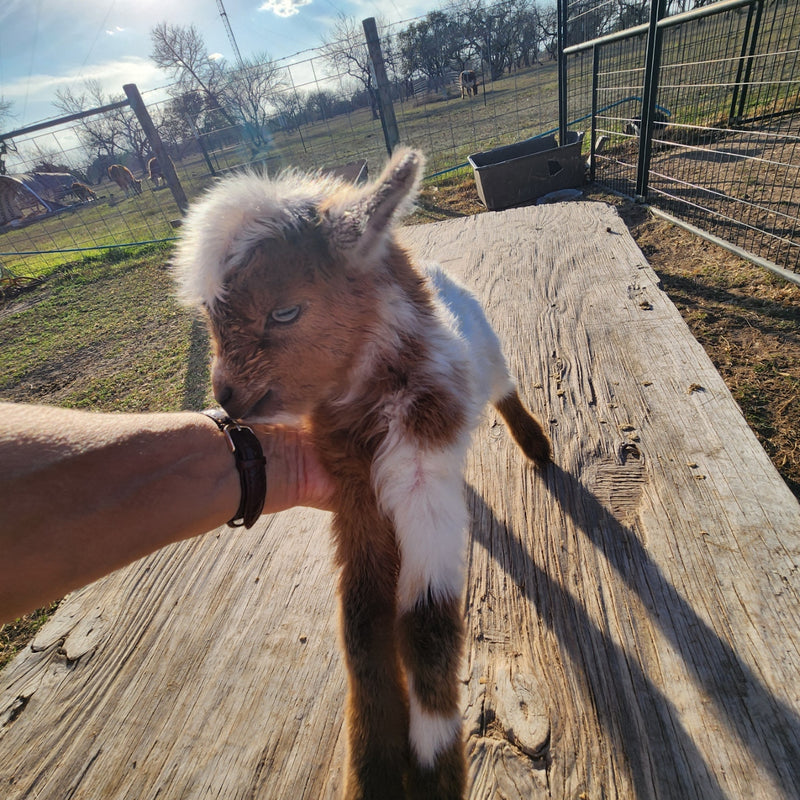 Nigerian Dwarf  Tri-Colored Buckling Blue Eyes