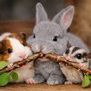 Critter Love® Peach Sticks – Natural Chewing Branches for Small Pets