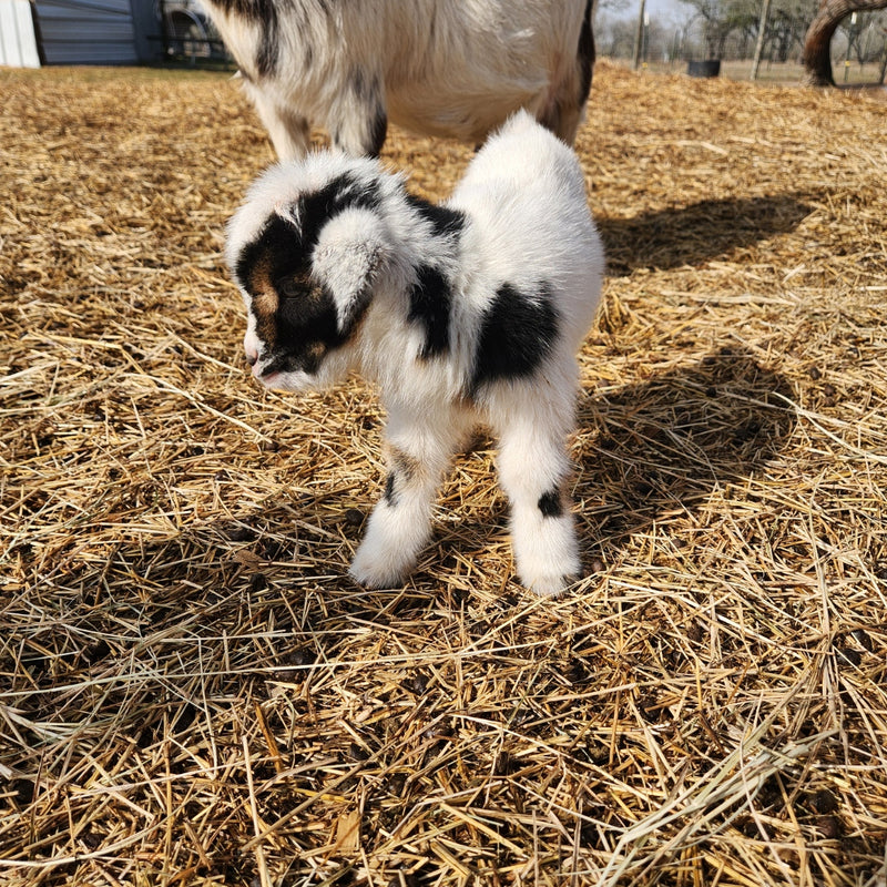 Nigerian Dwarf Tri-Color