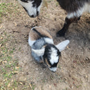 Nigerian Dwarf Colored w/roaning